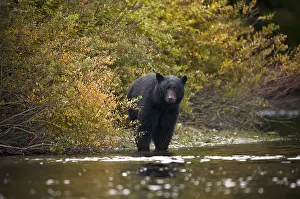 Americanus: Black Bear (Ursus americanus) standing at the e