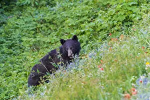 Omnivores: Black Bear (Ursus americanus) among subalpine wildflowers