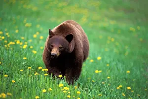Dandelions: Black Bear walking in spring meadow, British Columbia