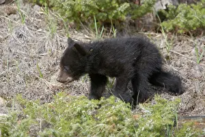 Cinnamomum: Black Bear - young cub