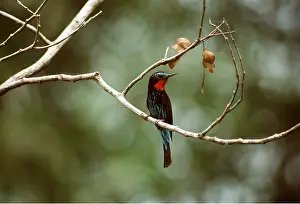 Eater: BLACK BEE EATER - on branch