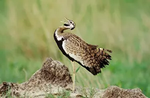 Melanogaster: Black-bellied Bustard
