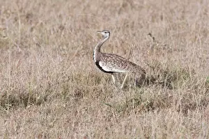 Melanogaster: Black Bellied Bustard