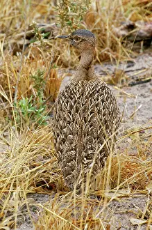Melanogaster: Black-Bellied Bustard