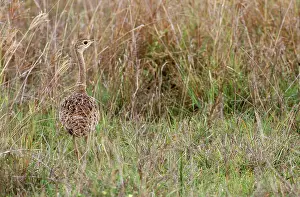 Melanogaster: Black-Bellied Bustard
