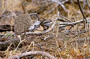 Melanogaster: Black-Bellied Bustard
