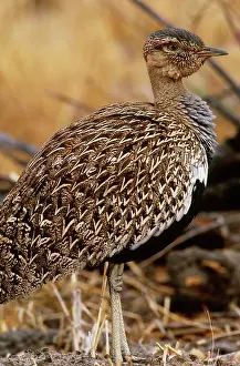 Melanogaster: Black-Bellied Bustard
