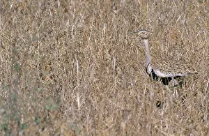 Melanogaster: Black-Bellied Bustard
