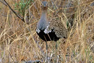 Melanogaster: Black-Bellied Bustard