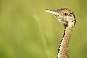 Bustard: Black-bellied Bustard