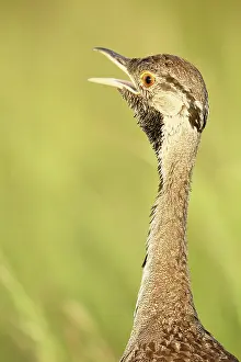 Bustard: Black-bellied Bustard