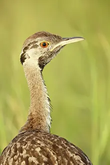 Bustard: Black-bellied Bustard