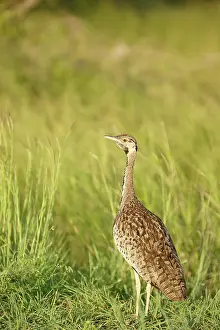Bustard: Black-bellied Bustard