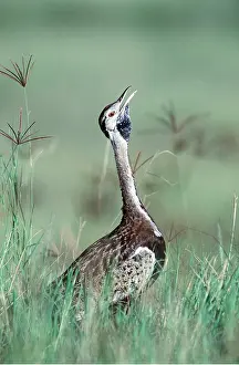 Bellied: Black-bellied BUSTARD