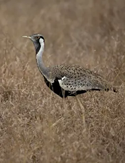 Bellied: Black-bellied bustard or Korhaan Eupodotis or Korhaan