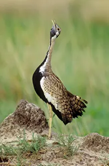 Melanogaster: Black-bellied Bustard - Male, calling