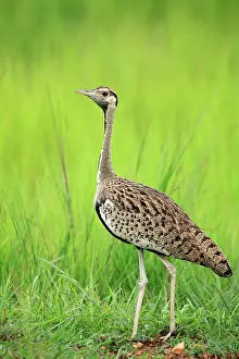 Rich Thomas: Black-bellied Bustard Selous Game Reserve, Tanzania