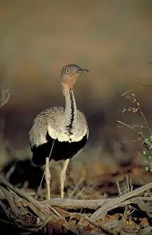 Eupodotis: Black-bellied BUSTARD - Walking through dry bush