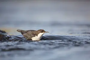 Rapids: one Black-bellied Dipper (Cinclus cinclus cincl