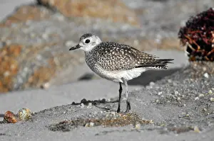 Squatarola: Black-bellied Plover