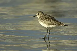 Squatarola: Black-Bellied Plover