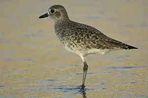 Squatarola: Black-Bellied Plover