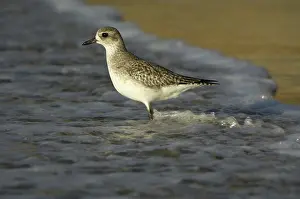 Squatarola: Black-Bellied Plover