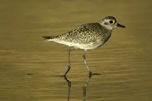 Squatarola: Black-Bellied Plover