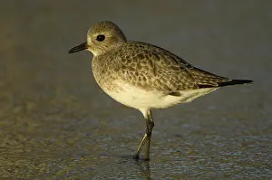 Squatarola: Black-Bellied Plover