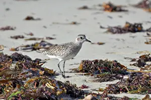 Squatarola: Black-bellied Plover