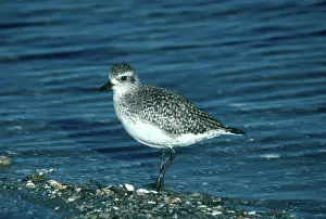 Squatarola: Black-bellied Plover