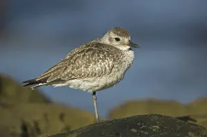 Squatarola: Black-Bellied Plover