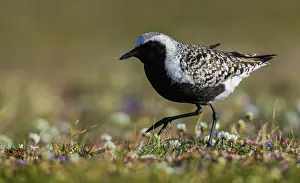 Change: Black-bellied plover, arctic tundra wildflowers