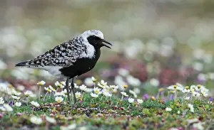 Ken Archer: Black-bellied plover calling, at home on the arctic tundra