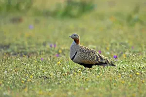 Sandgrouse: Black Bellied Sandgrouse