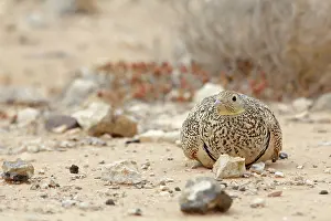 Sandgrouse: Black-bellied Sandgrouse