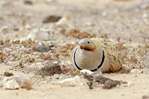 Sandgrouse: Black-bellied Sandgrouse