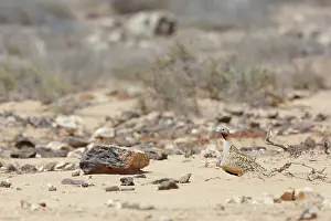 Sandgrouse: Black-bellied Sandgrouse