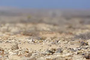 Sandgrouse: Black-bellied Sandgrouse