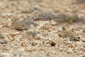 Sandgrouse: Black-bellied Sandgrouse