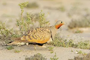 Sandgrouse: Black-bellied Sandgrouse