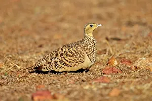 Sandgrouse: Black-bellied Sandgrouse adult female
