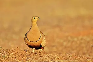 Sandgrouse: Black-bellied Sandgrouse adult male