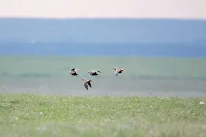 Sandgrouse: Black-bellied Sandgrouse - in flight