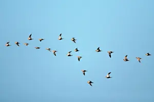 Sandgrouse: Black-Bellied Sandgrouse - flock in flight