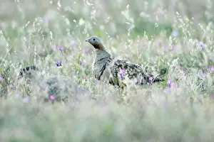 Sandgrouse: Black-Bellied Sandgrouse - male on alert