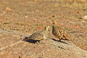 Sandgrouse: Black-bellied Sandgrouse pair