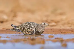 Type: Black-bellied Sandgrouse (Pterocles orientalis) on a farmers field
