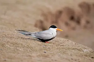 Acuticauda: Black-bellied tern - on river bank