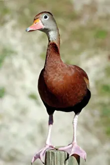 Autumnalis: Black-bellied Tree Duck / Black-bellied Whistling Duck